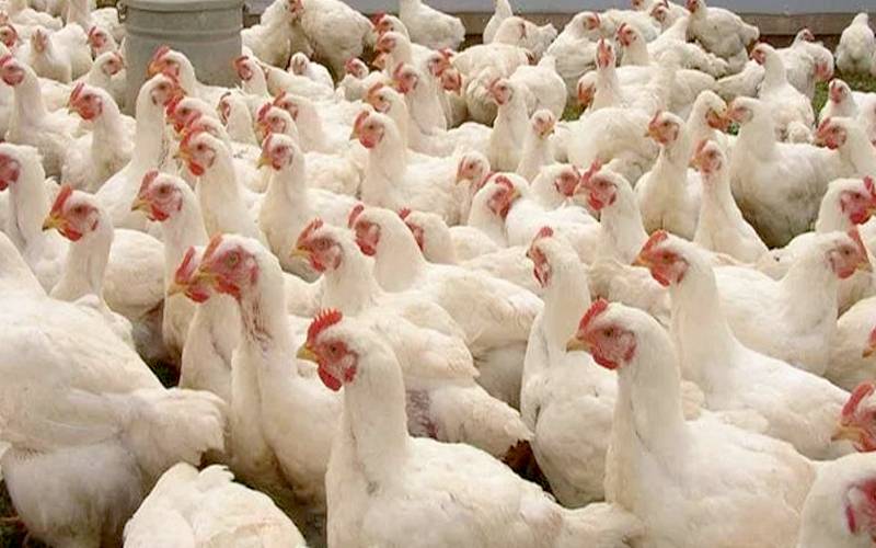 برائلر کی قیمت میں 15روپے فی کلوکمی