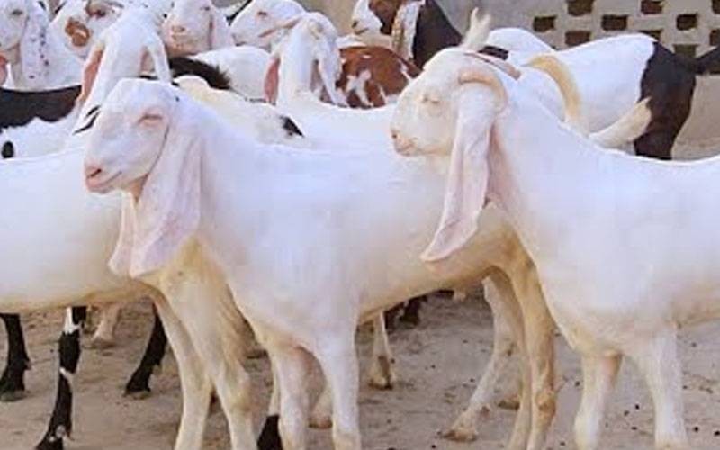 عید قرباں پر فروخت کیلئے لائے 25 بکرے چوری 