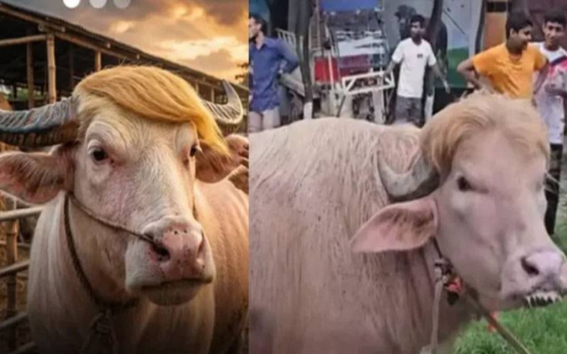 عید سے پہلے ٹرمپ نامی غیر معمولی جانور کی دھوم،ویڈیو وائرل