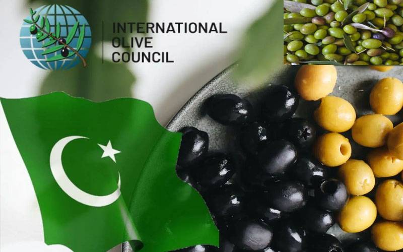 پاکستان انٹرنیشنل اولیو کونسل کا مکمل رکن بن گیا، زیتون کی صنعت کے لیے نئی راہیں کھل گئیں