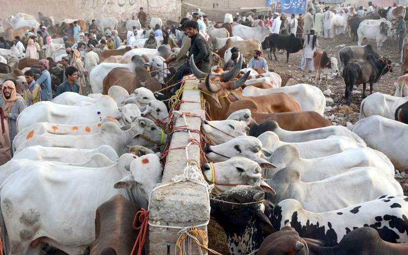 عیدقربان کیلئے مویشی منڈیاں سج گئیں؛جانوروں کی  قیمتیں آسمان پر