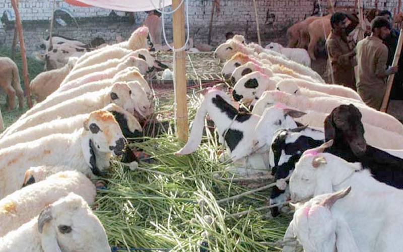 عید الاضحیٰ کیلئےمویشی منڈیاں سج گئیں،جانوروں کی قیمت میں اوسطاً کتنااضافہ ہوا؟