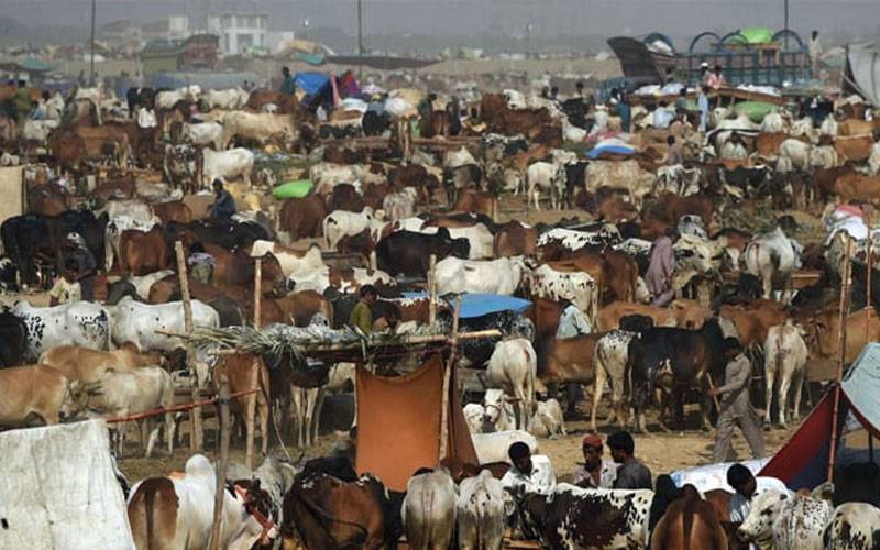 مویشی منڈیاں بھر گئیں، جانوروں کی خریداری عروج پر