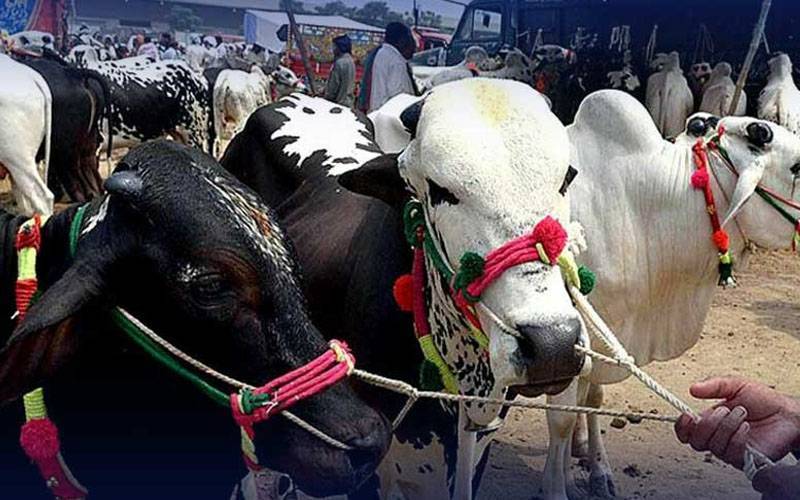لاہور: عیدالاضحیٰ انتظامات کیلئے محکمہ لوکل گورنمنٹ کی گائیڈ لائنز جاری