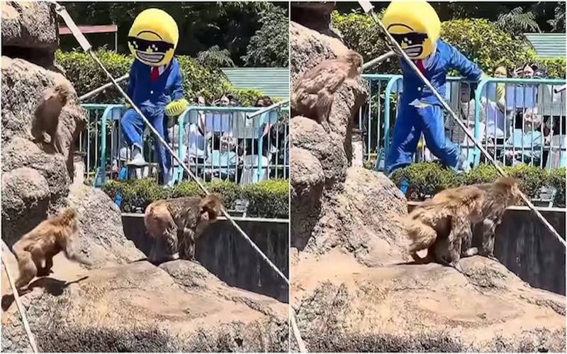 جاپان:ایمو جی لباس میں امریکی سیاح بندر کے انکلوژر میں داخل، گرفتار کر لیا گیا