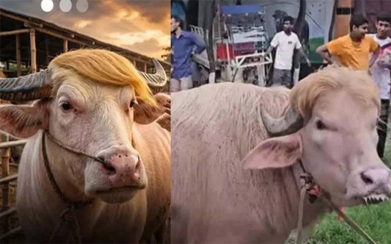 700کلو وزنی ''ڈونلڈ ٹرمپ بھینسا'' سوشل میڈیا پر چھا گیا