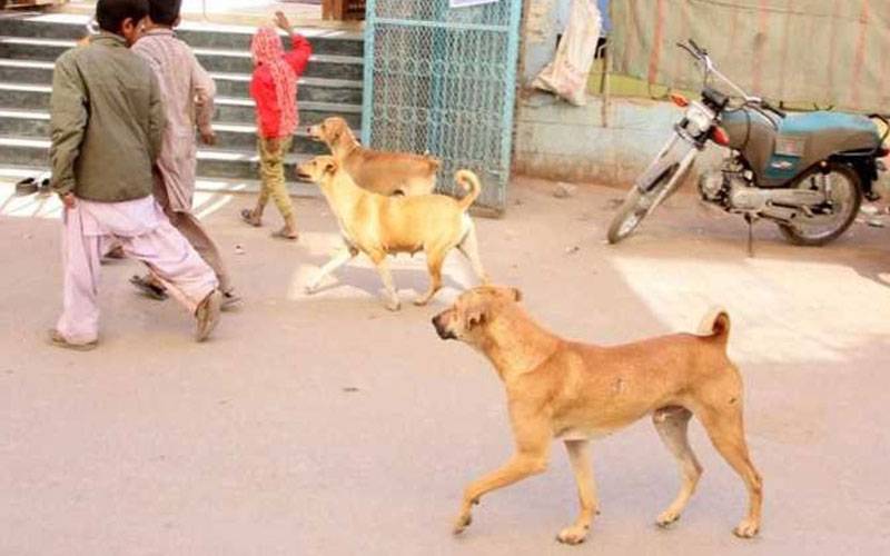  آوارہ کتوں کو زہر دینے، گولی مارنے یا تلف کرنے پر مستقل پابندی عائد
