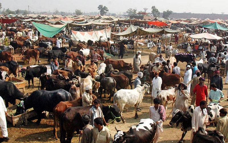 شدید گرم موسم کے باعث قربانی کے جانوروں میں امراض پھیلنے لگے