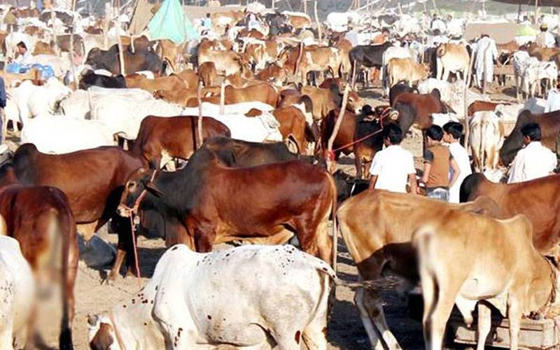 عیدالاضحیٰ:کانگو وائرس کا خطرہ بڑھنے کا خدشہ