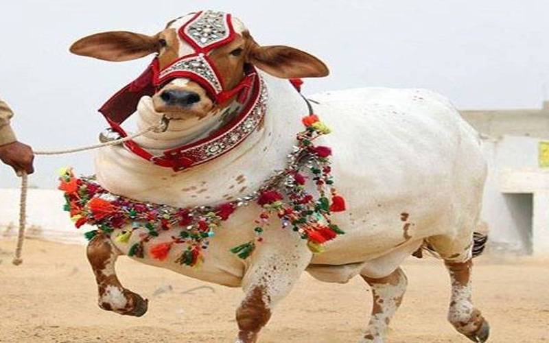  مری: قربانی کیلئے لایا گیا بیل گہری کھائی میں جاگرا، موقع پر ذبح کرنا پڑا
