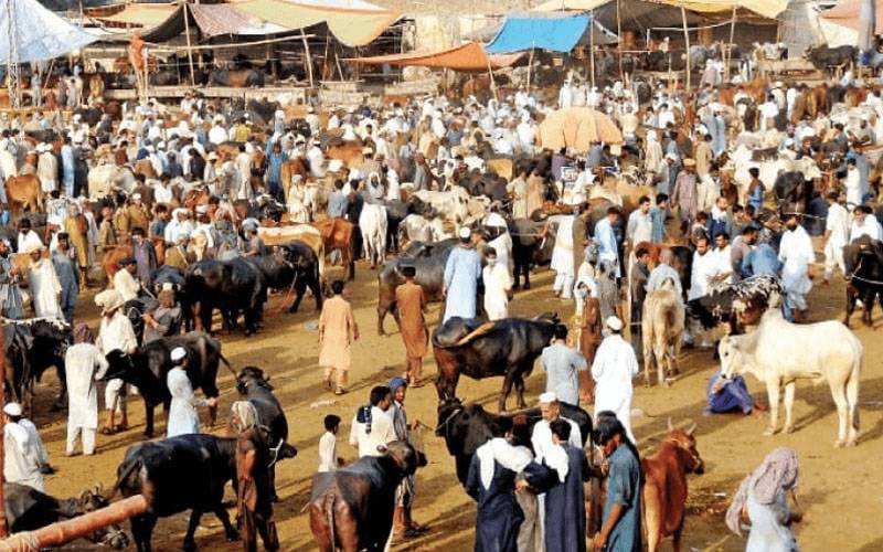 عیدالاضحیٰ کے پہلے روز سگیاں مویشی منڈی میں خریداروں کا رش،  قیمتوں میں نمایاں کمی