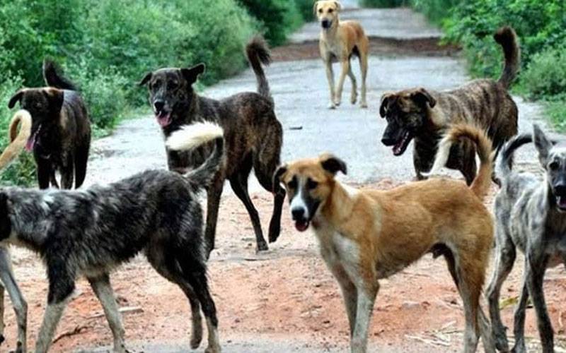سندھ حکومت کا اینٹی ریبیز مہم شروع کرنے کا اعلان