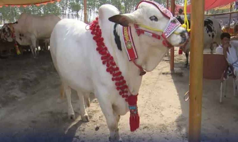 کل کے میزبان آج مہمان ،عیدالاضحیٰ کے دوسرے روز بھی قربانی کا سلسلہ جاری