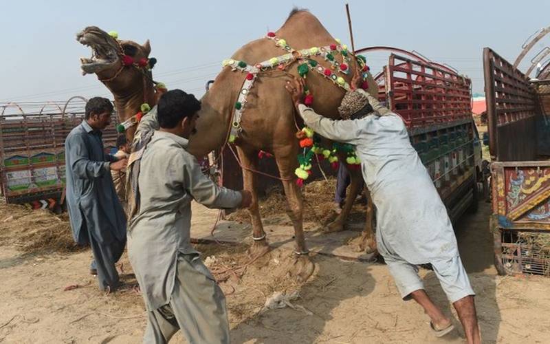 مہنگائی کے باوجود قربانی کا رجحان بڑھ گیا، پنجاب میں 20 لاکھ سے زائد جانور قربان