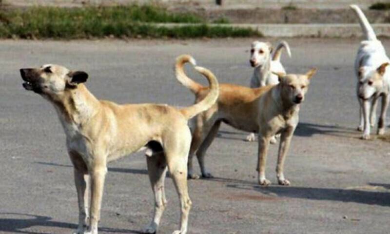  کورنگی انڈسٹریل ایریا میں گلی میں کھیلتی بچی پر آوارہ کتوں کا حملہ