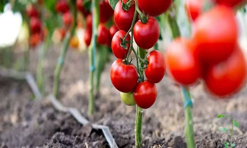 نیشنل گارڈن ویک کا آغاز، ملک بھر میں باغبانی، شجرکاری سرگرمیوں کا آغاز 
