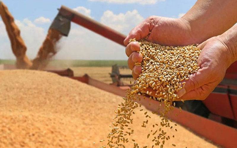 پنجاب کا 1 ملین ٹن گندم خریدنے کا فیصلہ