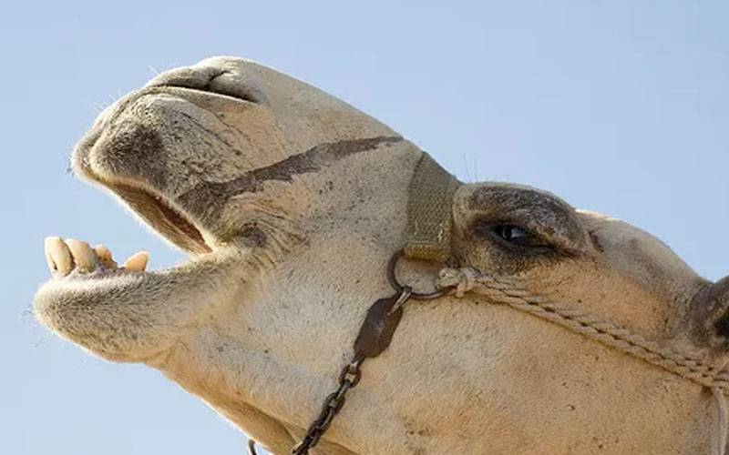 تھرپارکر: اونٹنی پر مبینہ تشدد، ایک آنکھ ضائع ہونے کا الزام