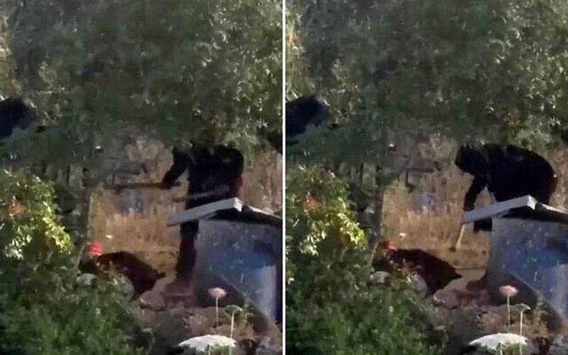  فلسطینی فیملی کےکتے پر تشدد کرنے والے اسرائیلی نوجوان پر فرد جرم لگ گئی
