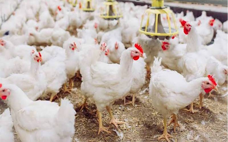  مرغی کے گوشت کی قیمتوں میں بڑا اضافہ 