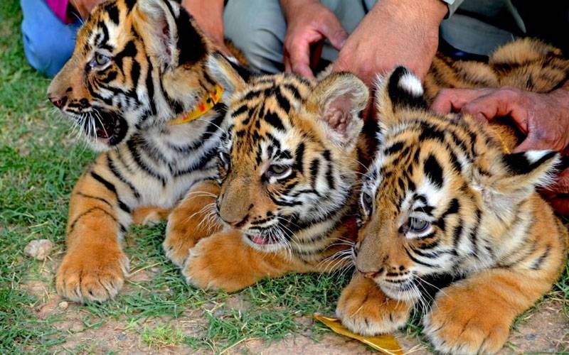 بہاولپور کے چڑیا گھر میں’’ سیمسن ‘‘نامی شیرنی تین ننھے شیروں کی ماں بن گئی 