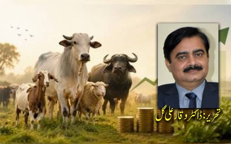 پاکستانی لائیو اسٹاک: عالمی ریڈ میٹ مارکیٹ میں ابھرتا ہوا معاشی ستارہ