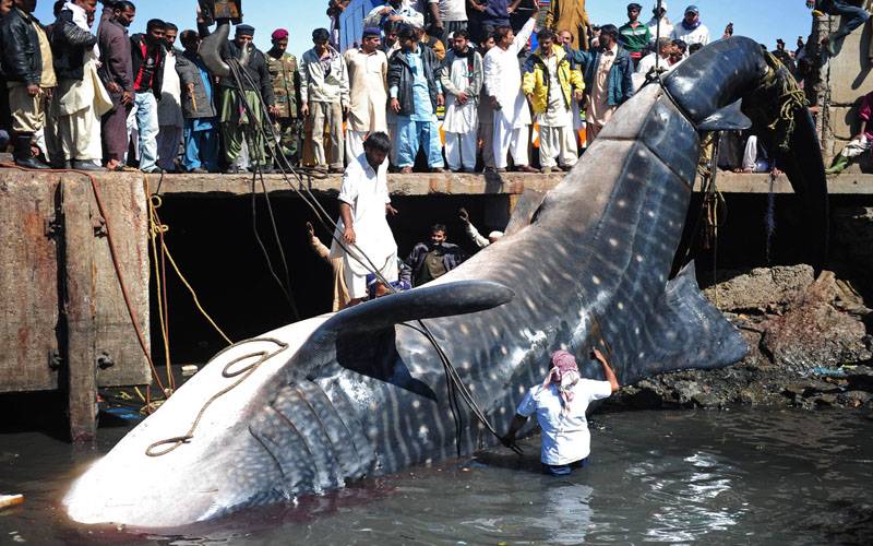  شارک کے تحفظ کیلئے 10 سالہ قومی منصوبہ پیش