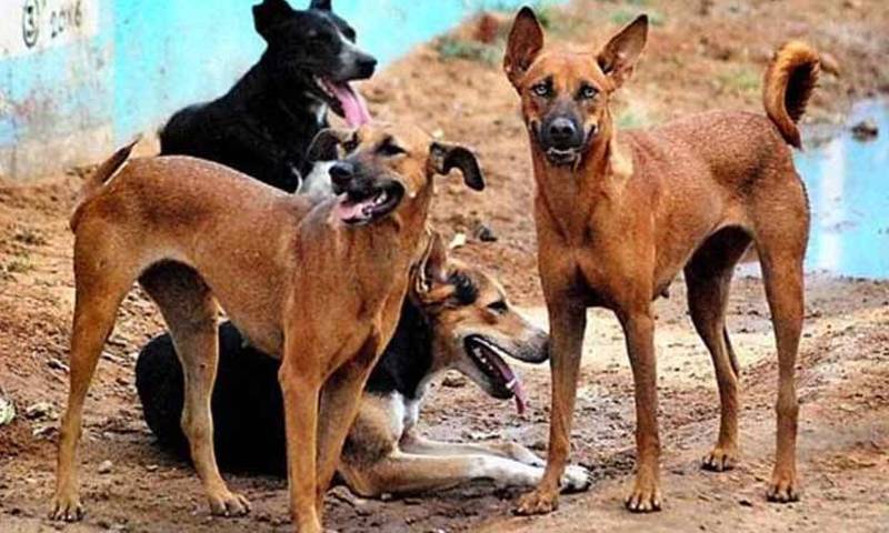 کھاریاں میں خوف پھیل گیا! نوجوان کو کتے نے کاٹا یا شیر نے؟ معمہ الجھ گیا