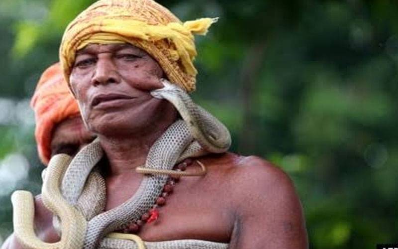 پنجاب : رواں سال 1060 افراد کو سانپوں نے ڈس لیا،6 افراد جان کی بازی ہار گئے 