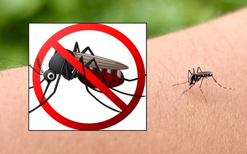 فرانس کے قصبے میں مچھروں پر انوکھی پابندی، خلاف ورزی پر گرفتاری کا حکم 