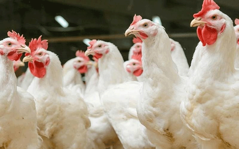  برائلر گوشت فی کلو کتنے کا ہوگیا؟
